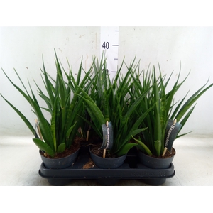 Sansevieria kirkii 'Friends'