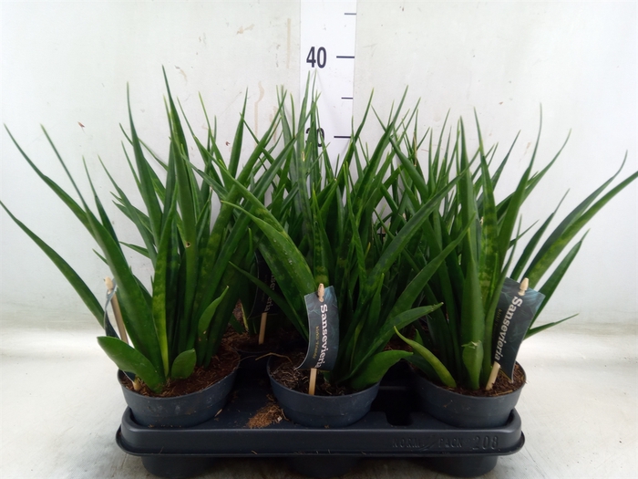 <h4>Sansevieria kirkii 'Friends'</h4>