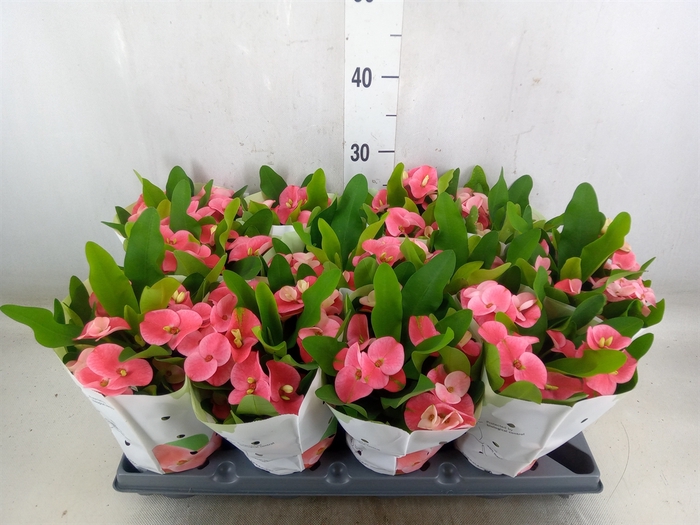 <h4>Euphorbia milii   ...</h4>