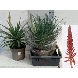 ALOE ARBORESCENS