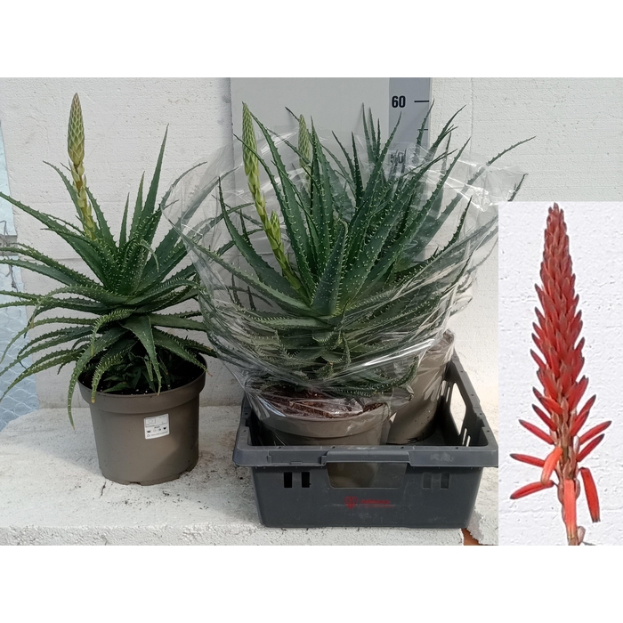 <h4>ALOE ARBORESCENS</h4>