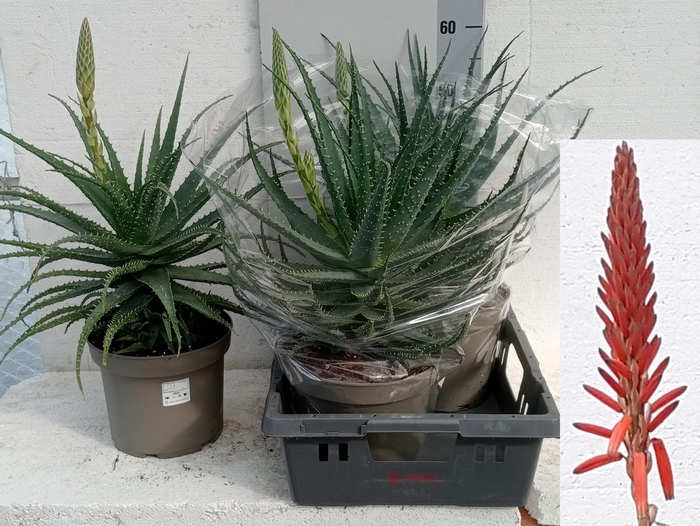 ALOE ARBORESCENS