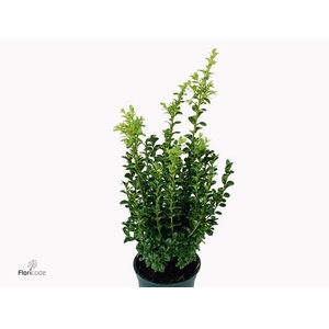 Buxus Sempervirens