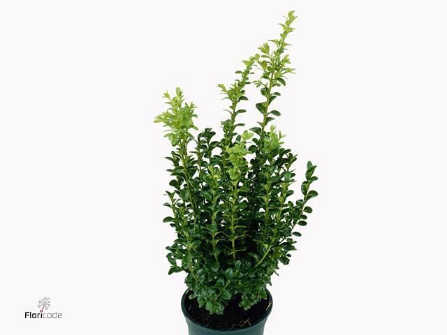 <h4>Buxus Sempervirens</h4>