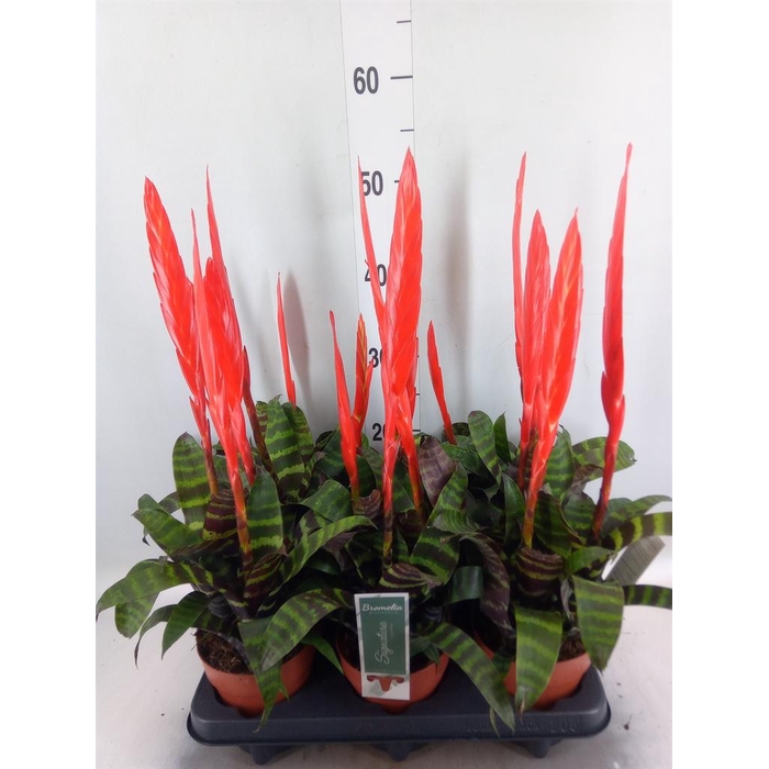 <h4>Vriesea  'Era'</h4>