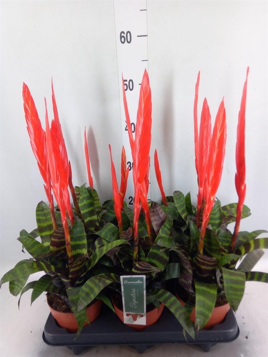 <h4>Vriesea  'Era'</h4>