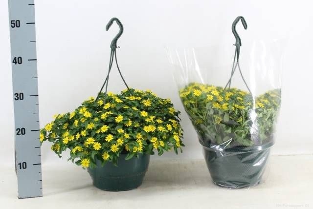 <h4>SANV YELLOW BEAUTY</h4>