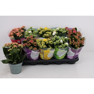 KAL GE PERF GEM 4 KL