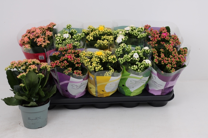 <h4>KAL GE PERF GEM 4 KL</h4>