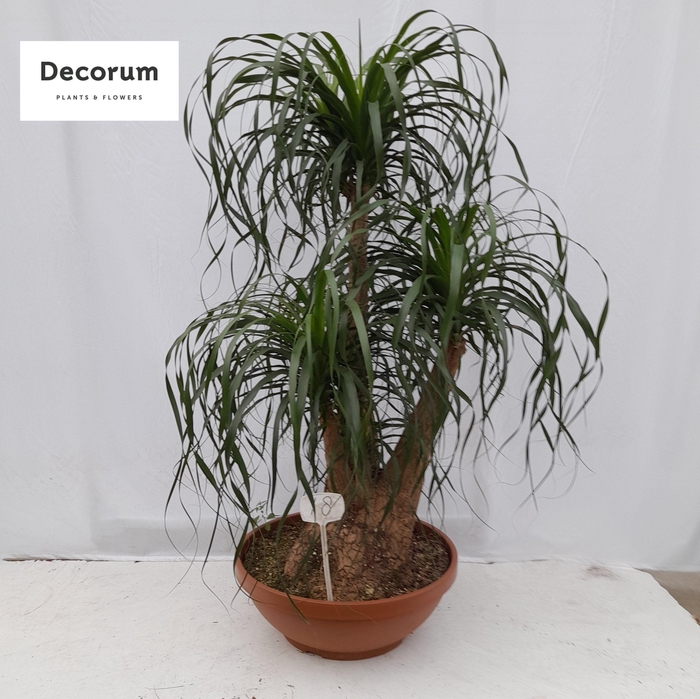 <h4>Beaucarnea recht op nummer 18</h4>