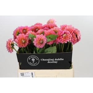Dahlia Pink Runner