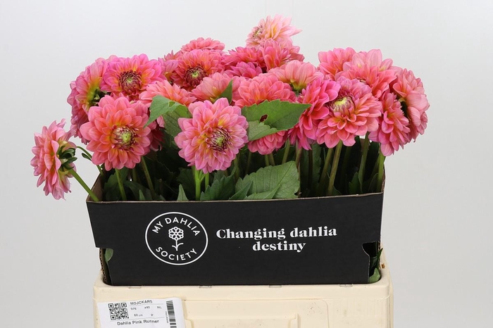<h4>Dahlia Pink Runner</h4>