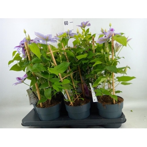 Clematis  'Boulevard'   ...