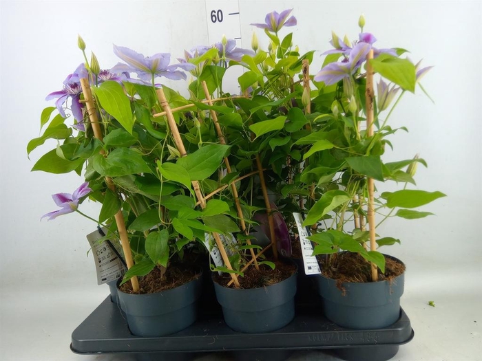 <h4>Clematis  'Boulevard'   ...</h4>