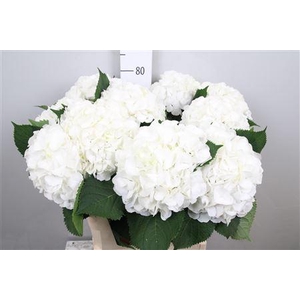 Hydr M White Verena