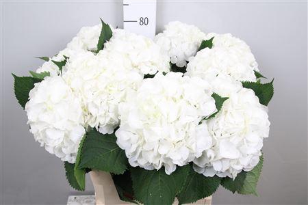 <h4>Hydr M White Verena</h4>