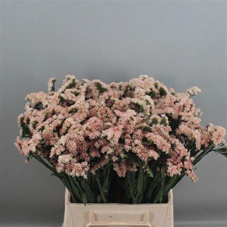 <h4>Lim S Apricot Sun Birds</h4>