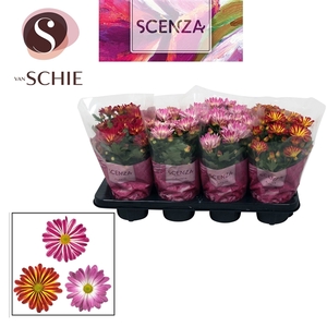 Chrysanne® Bicolor Mix Stadium 1-2