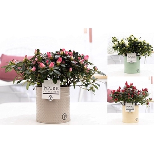 1st class Azalea mix in P&PURE zinc pot Louise 4 ass.