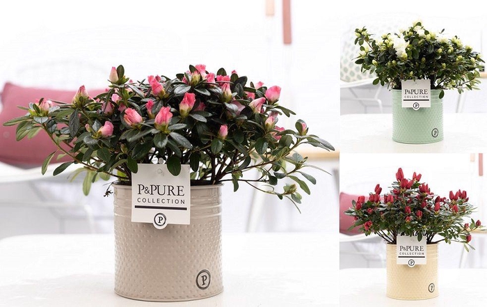 <h4>1st class Azalea mix in P&PURE zinc pot Louise 4 ass.</h4>