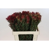 Leucadendron Blush Spray