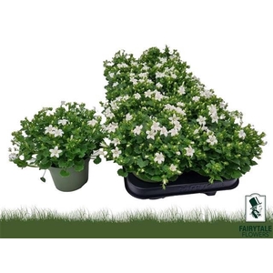 Campanula White Get Me