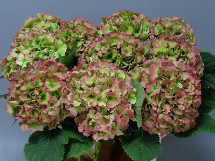 <h4>HYDR M CH VERENA CL</h4>