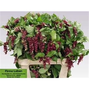 Leycesteria F Purple R