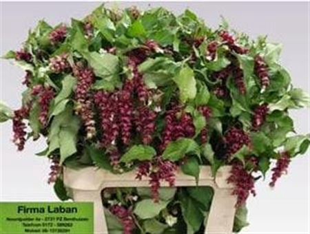 <h4>Leycesteria F Purple R</h4>