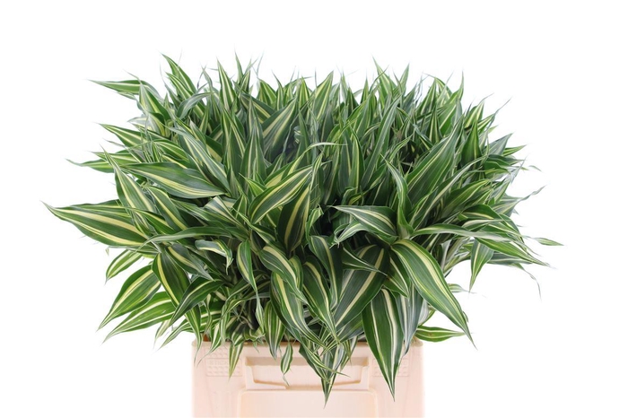 <h4>Sandriana Victory</h4>