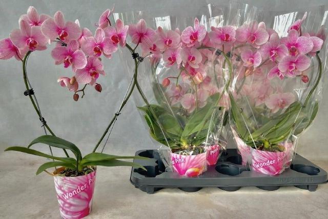 <h4>PHAL OV ROZE</h4>