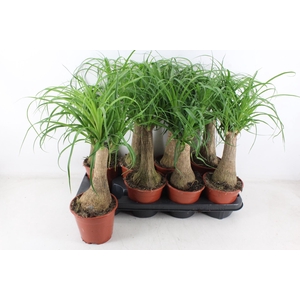 arr3 CP - Beaucarne 408/8