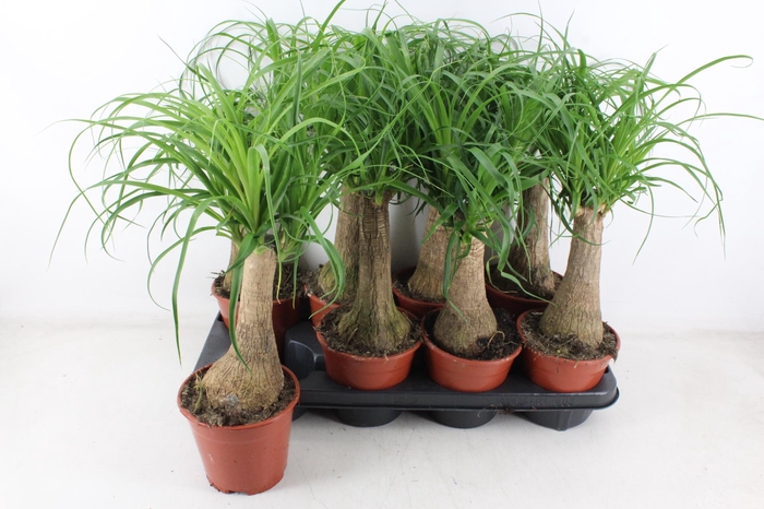 <h4>arr3 CP - Beaucarne 408/8</h4>