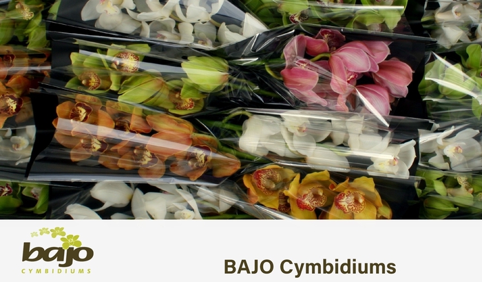<h4>CYMB T GEM</h4>