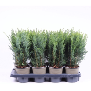 Chamaecyparis Columnari