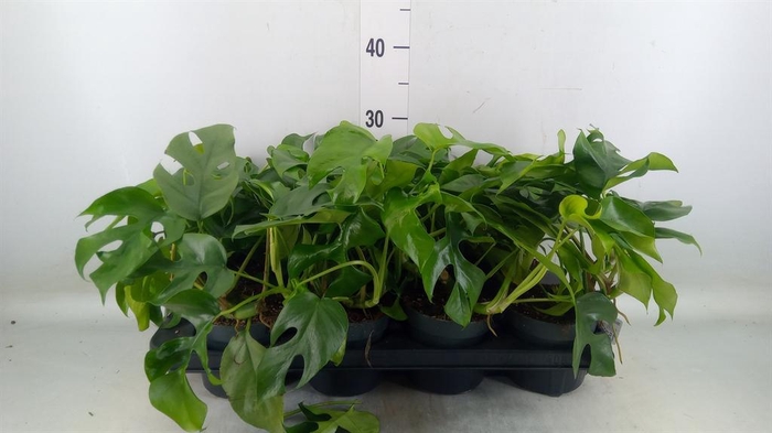 <h4>Monstera   ...</h4>