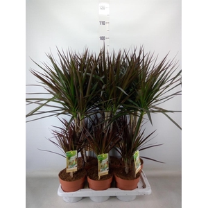 Dracaena marg. 'Magenta'