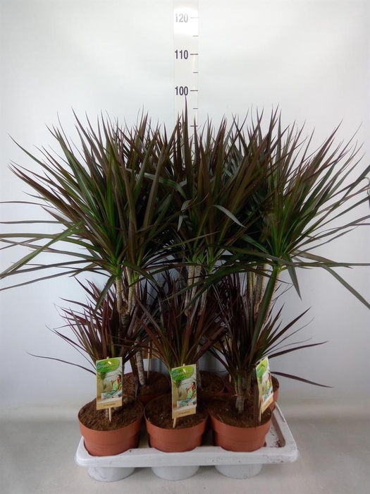 <h4>Dracaena marg. 'Magenta'</h4>