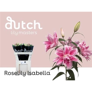 Li Or Roselily Double Isabella