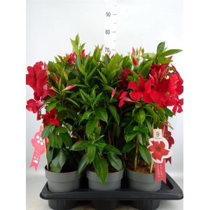 Mandevilla sand. 'SumStar Red'