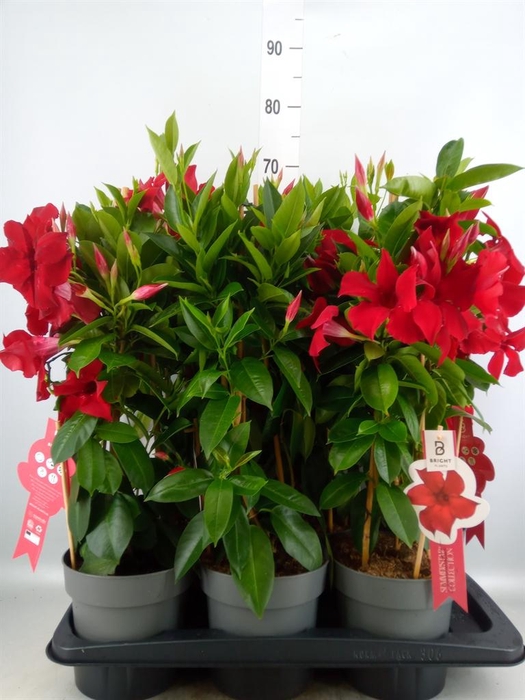 <h4>Mandevilla sand. 'SumStar Red'</h4>