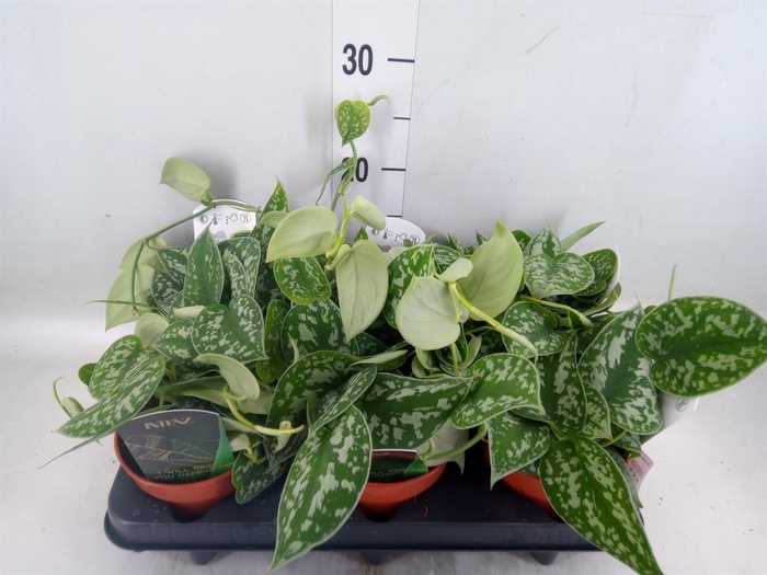 <h4>Scindapsus pictus 'Trebie'</h4>