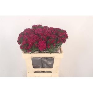 Di Barb Breanthus Elmo Purple