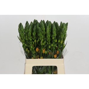 Ornithogalum dubium 'Magic Star'