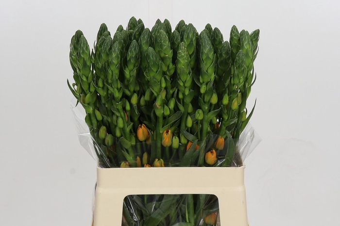 Ornithogalum Dubium Magic Star