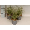 Overig 12 cm Carex brunnea Jubilo