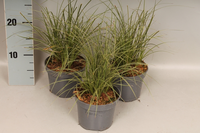 Overig 12 cm Carex brunnea Jubilo