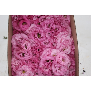 LISIANTHUS FLOR ROSA