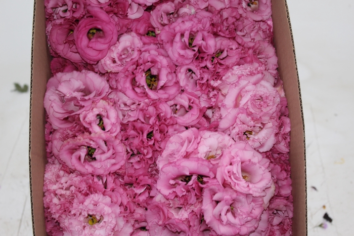 <h4>LISIANTHUS FLOR ROSA</h4>