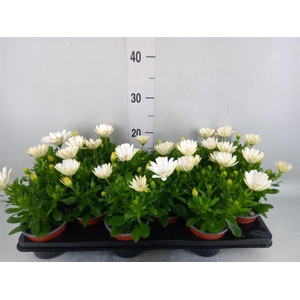 Osteospermum  'Sunny Pingo'